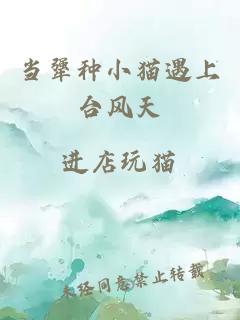 当犟种小猫遇上台风天